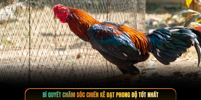 Bí quyết chăm sóc chiến kê đạt phong độ tốt nhất