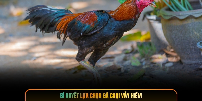 Bí quyết lựa chọn gà chọi vảy hiểm