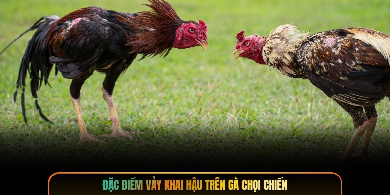 Đặc điểm vảy khai hậu trên gà chọi chiến